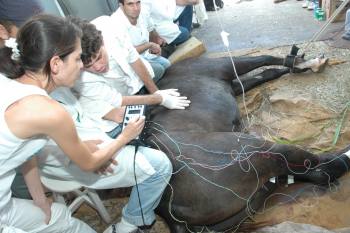 HV desenvolve técnica de acupuntura em animais